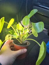 Pilea peperomiodes chinese for sale  Orange City