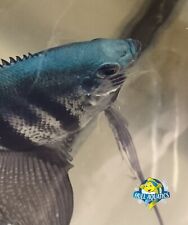 Philippine blue pinoy for sale  Mount Pleasant