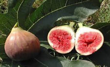 Ficus carica ronde gebraucht kaufen  Wuppertal
