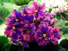 African violet rufina for sale  Shipping to Ireland