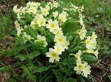 Wild primrose vulgaris for sale  SWINDON