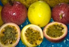 Fruta de la pasión Maracuya Parcha Passiflora Edulis 80 semillas segunda mano  Embacar hacia Argentina