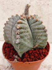 Astrophytum ornatum kikko usato  Lecce