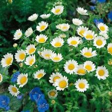 Daisy creeping dwarf for sale  Phoenix