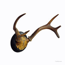 Abnorm White Tailed Deer Trophy Mount on Wooden Plaque ca. 1900s for sale  Shipping to South Africa