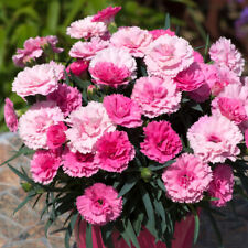 Dianthus love x for sale  PETERBOROUGH