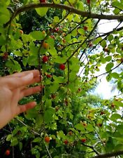 Surinam cherry eugenia for sale  Bradenton