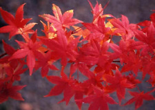 Acero Rosso Giapponese"Acer Palmatum Momiji" Pianta in Vaso H. 1/1,5 M usato  Roma