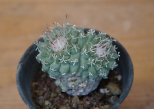 Strombocactus disciformis two for sale  Shipping to Ireland