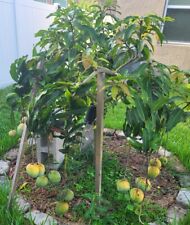 Dwarf grafted mango for sale  Winter Park