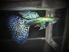 Green dragon guppies for sale  Coral Springs