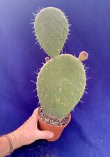 prickly pear cactus for sale  PENZANCE