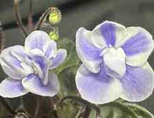 African violet dew for sale  Redmond