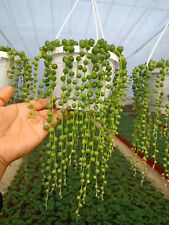 String pearls cuttings for sale  LONDON