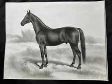 Horse print canvas for sale  Wellington