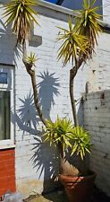 yucca plant outdoor for sale  SUNDERLAND