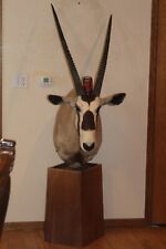 Taxidermy gemsbok horn for sale  Brandon