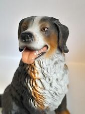 bernese mountain dog for sale  NORTHAMPTON
