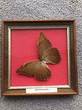 Taxidermy butterfly framed for sale  SALE