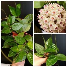 Hoya verticillata parasitica for sale  NOTTINGHAM