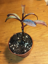 Nepenthes argentii gebraucht kaufen  Flintbek