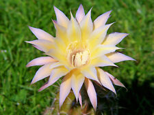 Echinopsis echinopsishybride h gebraucht kaufen  Buttstädt