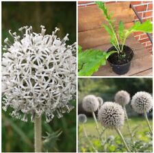 Kugeldistel echinops bannaticu gebraucht kaufen  Marienhafe