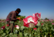 Papaver Somniferum - AFGHAN LANDRACE ~ 3500 Seeds (1g+) [ Real Poppy ], used for sale  Shipping to South Africa