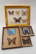 framed butterflies for sale  RUGBY