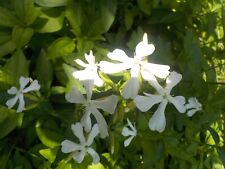 Seifenblume saponaria pflanze gebraucht kaufen  Obertal