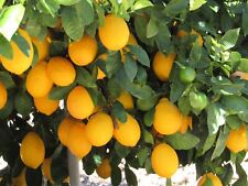Meyer lemon seeds for sale  Newhall