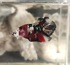 Betta red copper for sale  Providence
