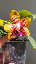 Phalaenopsis orchid rare for sale  LONDON