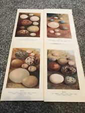 4 Antique Bird Egg Prints by W Swaysland and A Thorburn C1903. Book Plates., used for sale  HARTLEPOOL