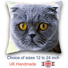 Scottish fold cat for sale  WISBECH