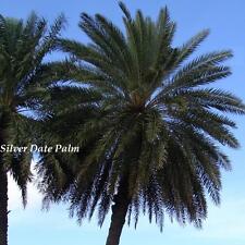 ~DATA PRATA~ Palm Phoenix sylvestris PALMA RESISTENTE FRIA 12-24+ polegadas 5 LG mudas comprar usado  Enviando para Brazil