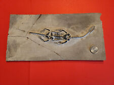 Keichousaurus hui fossil for sale  Cherry Hill