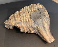 Mammoth tooth possibly for sale  Sheridan