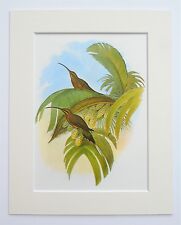 Hummingbird mounted vintage for sale  NORWICH
