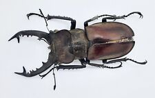Lucanus dybowskyi taiwanus, A-, 68mm, #LL39 for sale  Shipping to South Africa