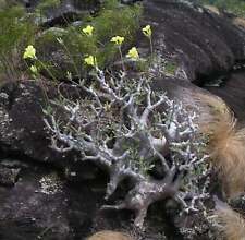 Pachypodium rosulatum cactipes SEEDS for sale  Shipping to South Africa