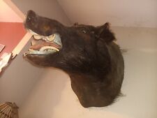 Taxidermy mount hog for sale  North Fort Myers