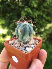 Echinocactus horizonthalonius  for sale  UK