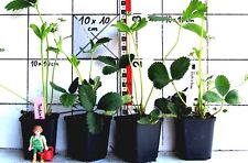 1 x roślina truskawkowa " Tochiotome " - japońska odmiana truskawek na sprzedaż  Wysyłka do Poland