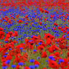 20m mohn kornblume gebraucht kaufen  Uffenheim