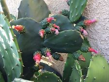 nopal cactus for sale  Long Beach