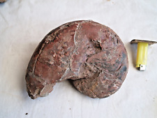Gros nautile fossile d'occasion  Salon-de-Provence