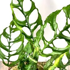 Monstera obliqua peru for sale  STAINES-UPON-THAMES