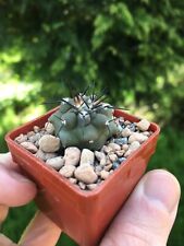 Ultra rare copiapoa for sale  UK