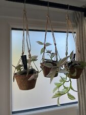 Tradescantia variety hanging for sale  BEVERLEY
